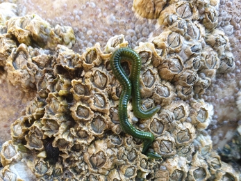 greenleaf worm (Eulalia viridis) Shoresearch Llandudno N. Shore - NWWT