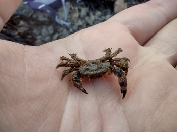 Bristly or hairy crab/cranc blewog (Pilumnus hirtellus) S'sch Menai - Emma Lowe