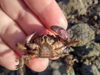 Bristly or hairy crab/cranc blewog (Pilumnus hirtellus) S'sch Menai - Emma Lowe