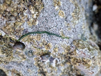 greenleaf worm (Eulalia viridis) Shoresearch Menai - Beth Marshall