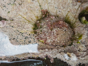 molluscs and pink algal crust ©NWWT