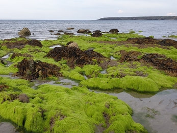 Green algae zone Shoresearch Traeth Penllech NWWT