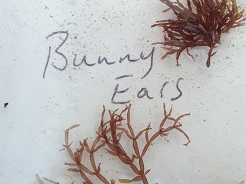 Bunny ears (Lomentaria articulata) - NWWT