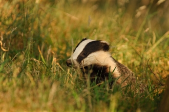 A badger with classic black and white stripped face markings, peeking out from long yellow and green grasses.