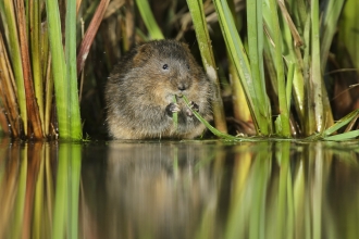 Water vole_Terry Whittaker2020VISION