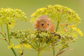 Harvest mouse_Amy Lewis