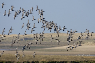 Flock of brent geese over an estuary_ Chris Gomersall- 2020vision.