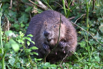 Beaver in vegetation by David Parkyn @cornwall wildlife trust