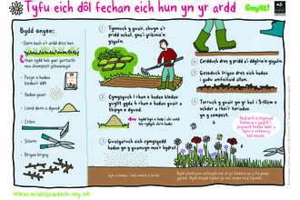 Grow your own mini meadow garden_Activity Sheet_Cymraeg