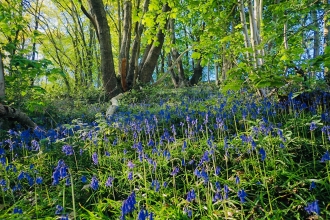 A small slope, with trees growing higher up on it, lots of green leaves and a pale blue sky just visible through the woodland. At the bottom of the hill in a more shaded area are hundreds of bluebells, small delicate flowers, with dark blue bell shaped flowerheads, that droop at the top of the stem, that carpet the woodland floor.