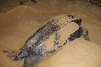 Leatherback female at Matura, Trinidad