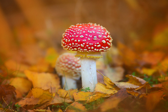 A close up of a bright red mushroom with a white stem and white spots on the cap. A perfect fairytale toadstool. With another smaller mushroom just behind it and surrounded by vibrant orange leaves on the woodland floor.
