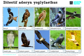 Bird of prey_Spotter sheet_Cymraeg