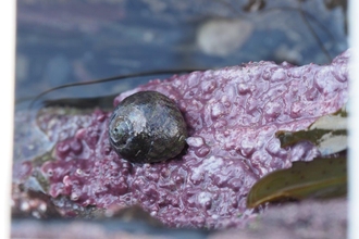 Purple top on pink crust Shoresearch Rhosneigr- Paul Brazier