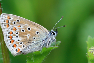 A common blue butterfly sits on a leaf with its wings closed, showing the orange and black spots on the underside of the wings
