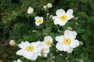 Anemone Japonica. A white flower with petals like a rosette, the stamen form a yellow circle surrounding a spherical centre. Each flower head is on an individual stem, with 3 pointed leaves.