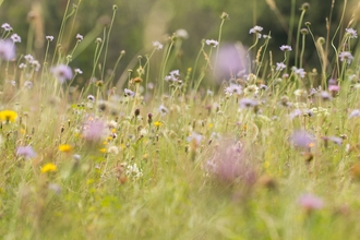 A ground level view of a field of wildflowers. Including yellow dandelions, purple knapweed and white ox eye daisies.