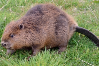 Beaver walking in a grassy meadow