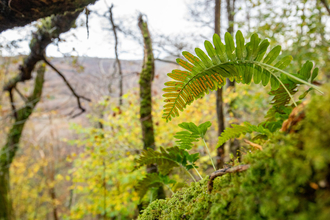 Epiphytic Polypody Fern growing on moss covered oak branch