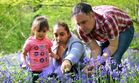 people and bluebells