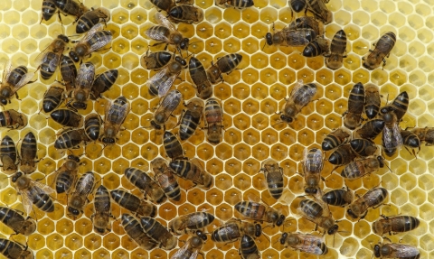 Worker European honey bees
