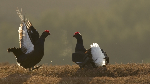 A pair of black grouse, large black birds with white feathers on the underwing and tail feathers, and a red comb on their heads. The birds are facing each other, the one on the left has it's wings and one leg raised in display. The moor they are on is very brown and dull in colour, but lit with the earliest dawn sunlight adding a touch of yellow to everything and making the grouse almost glow with an outline of sunlight.