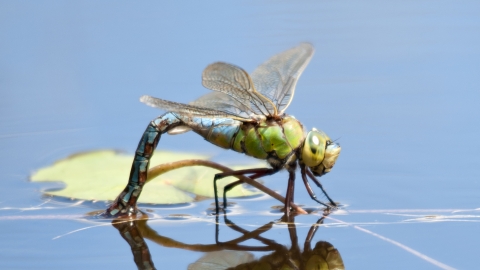 Emperor dragonfly female laying eggs