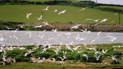 Terns at Cemlyn Nature Reserve