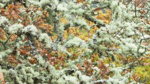 Lichen covered branches in canopy of oak woodland_Guy Edwardes 2020Vision