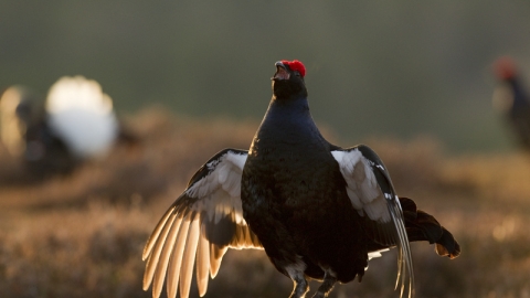 A male black Grouse mid air as it jumps while displaying for females, wings spread with early dawn light catching it's feathers.