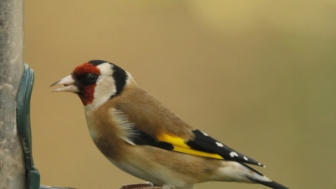Goldfinch at feeder on Spinnies Aberogwen nature reserve © Steve Ransome