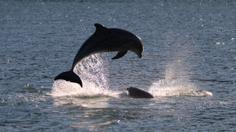Dolphins breaching_Sarah_Perry