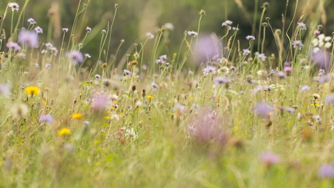 A ground level view of a field of wildflowers. Including yellow dandelions, purple knapweed and white ox eye daisies.