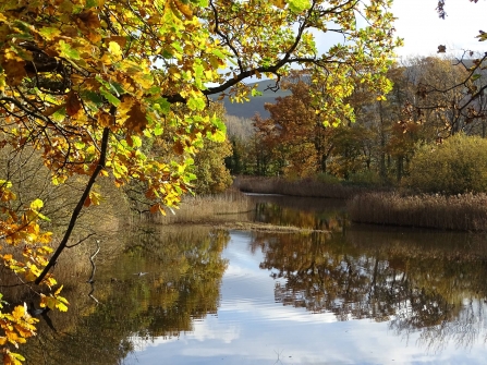 One of the large pools at Spinnies Aberogwen nature reserve, in autumn. The trees and reeds surrounding the pool are all shades of yellow and brown, and are reflected in the waters surface. In the distance some of the mountains of Eryri (Snowdonia) are visible through the trees.