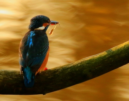 A kingfisher, with striking blue and orange feathers, sat on a branch, with a small fish held in it's beak. The branch is above water, everything is bathed in orange light and looks almost like a painting.