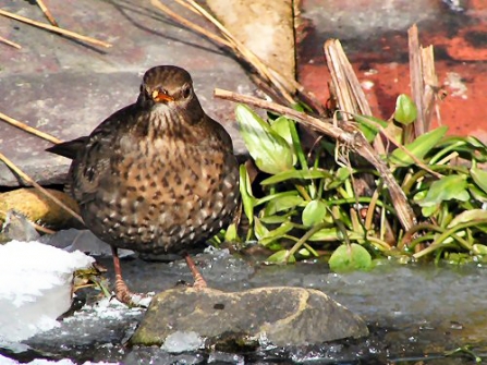 Female blackbird drinking at garden pond