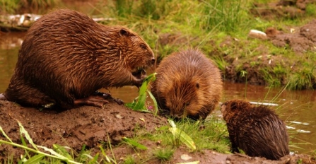 Beaver family - Jeremy Usher Smith