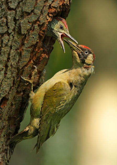 Green Woodpeckers nest within the wood © Jon Hawkins