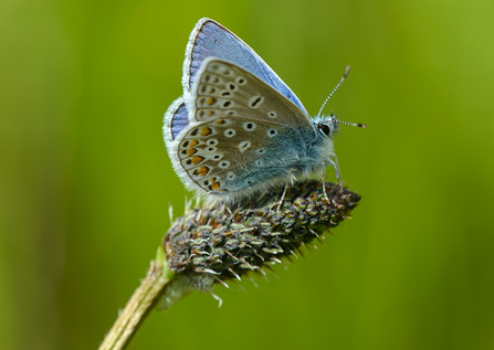 Common blue butterfly (c) John Bridges