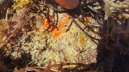Sea squirt assemblage - Clavelina lepadiformis, Pycnoclavella spp. and Morchellium argus (circled) ©NWWT