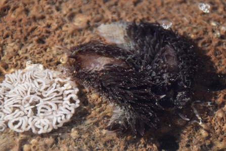 probably Grey sea slug/Môr-wlithen lwyd (Aeolidia filomenae) ©Charlie and Clare Welsh