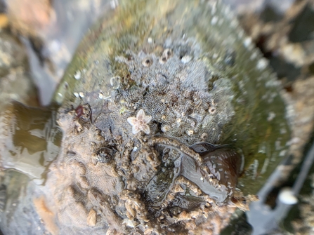 baby common star/seren fôr (Asterias rubens) Shoresearch Penrhyn Bay June 2021©Mandy Lo