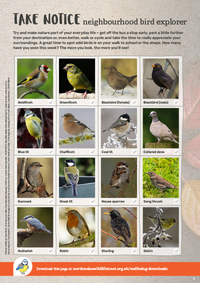 Neighbourhood bird explorer activity sheet