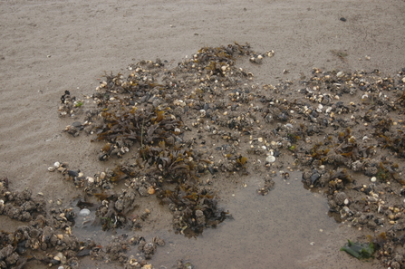 Intertidal mussels - NRW