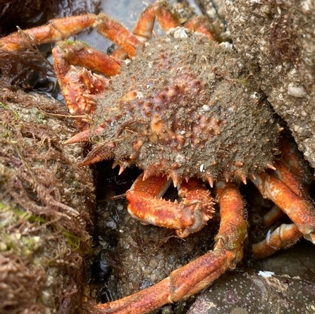 Spider crab Shoresearch Llandudno pier - Reece Halstead