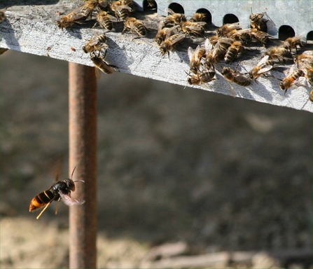 Asian hornet 'Hawking' Bee hive