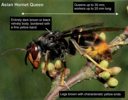 Asian Hornet Queen with ID 