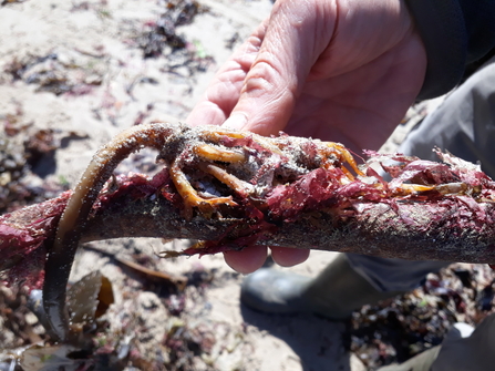 washed up kelp and epiphytes - NWWT