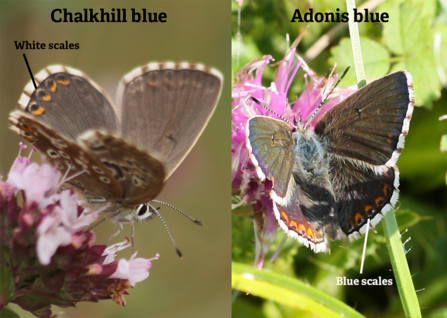 Chalkhill blue and Adonis blue female comparison