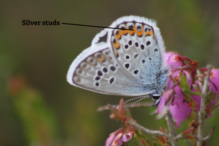 Silver-studded blue with annotated studs